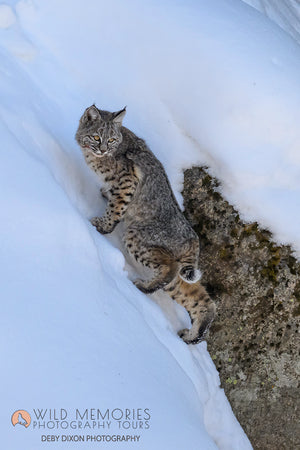Yellowstone's Wild World