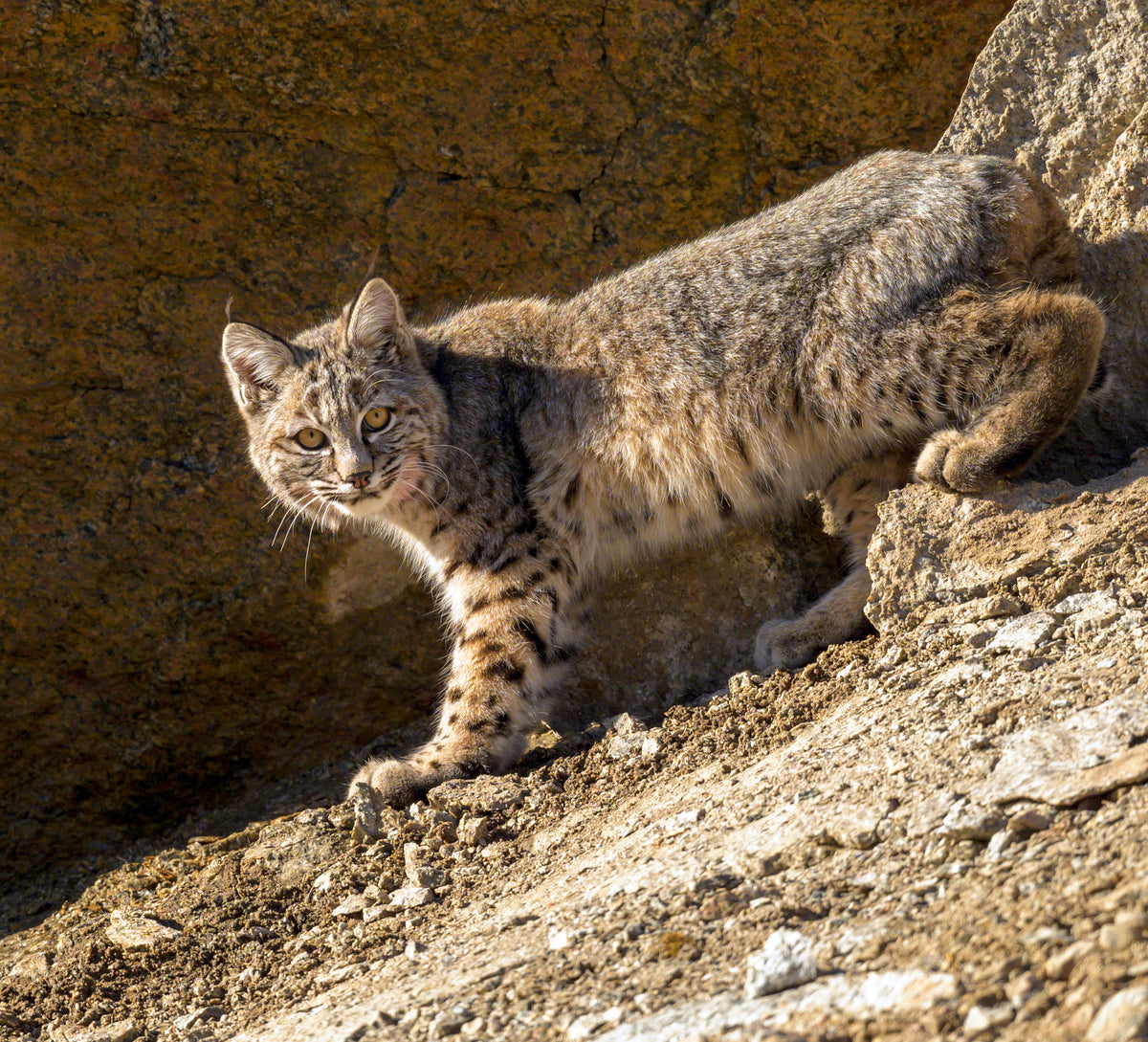 2025 Calendars Yellowstone's Wild World