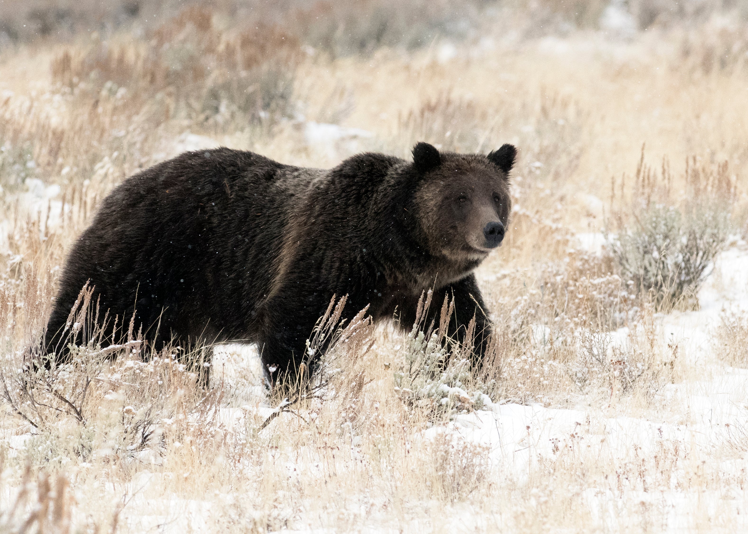399 on a Snowy Fall Day Yellowstone #39 s Wild World 399 on a Snowy Fall Day Yellowstone #39 s Wild World