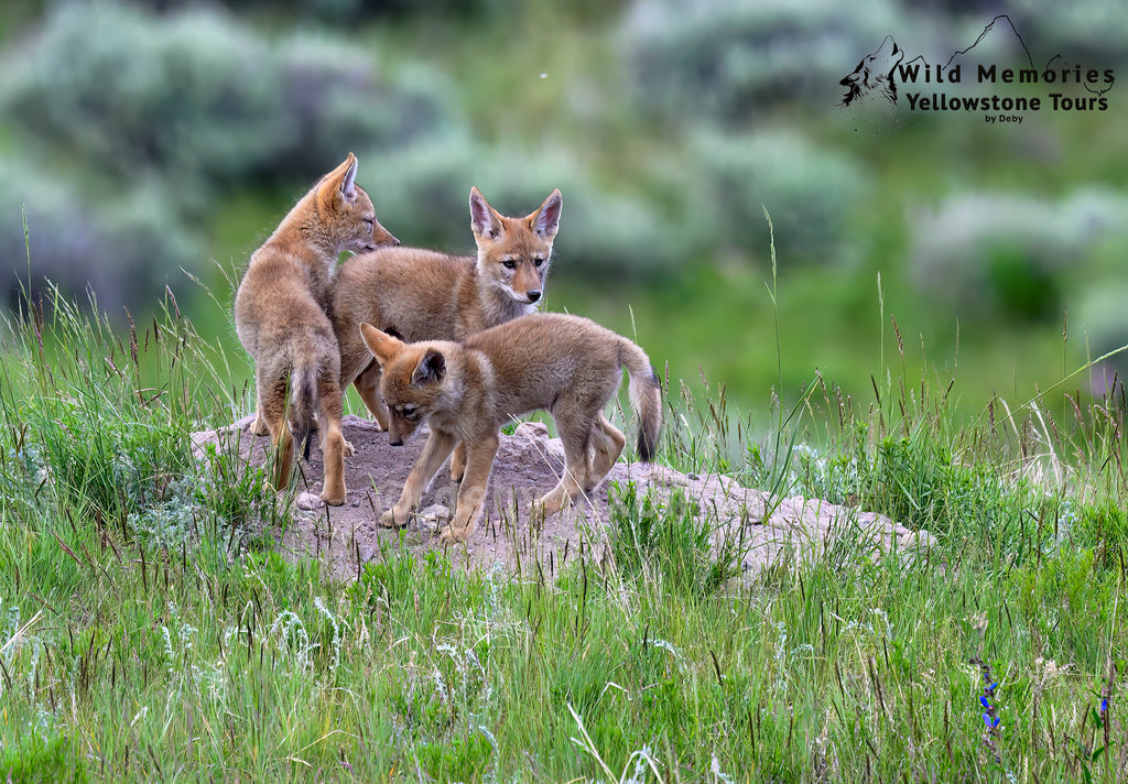 Coyote pups