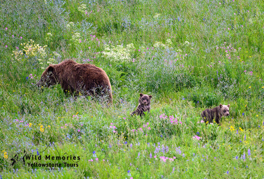 Mini Mom and two cubs in wildflowers.