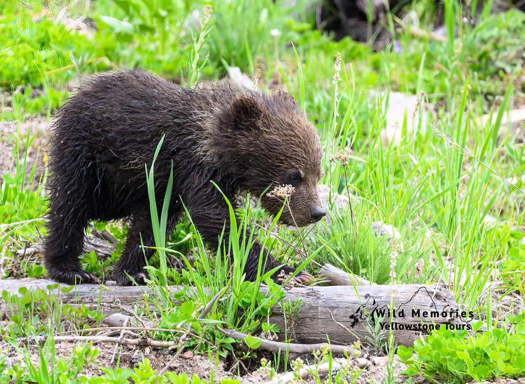 Grizzly cub