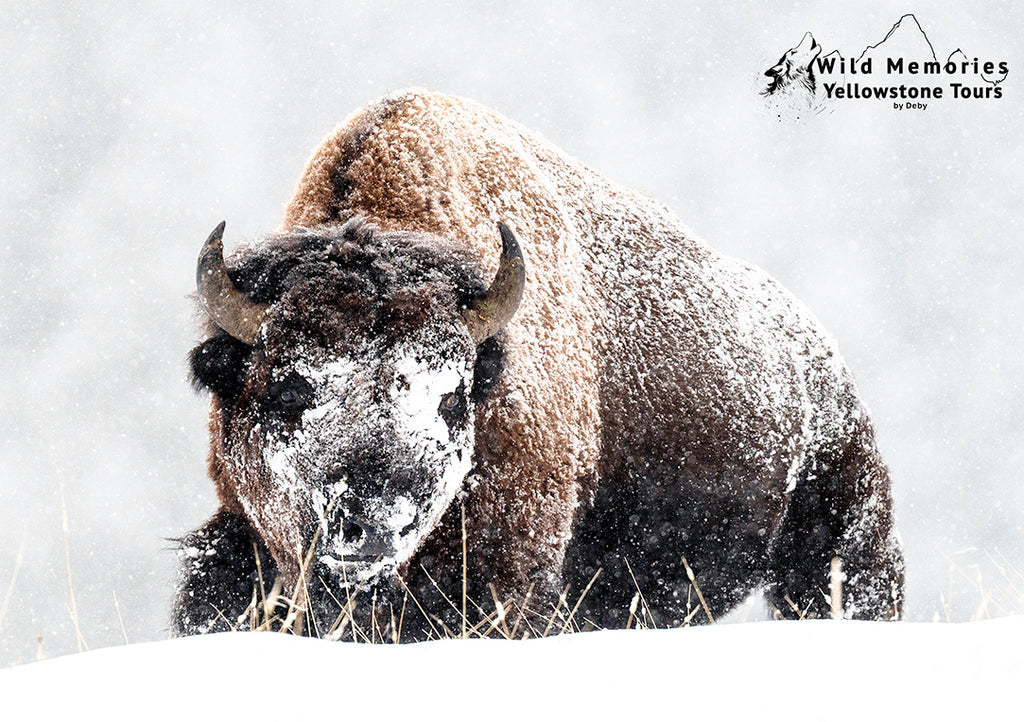 Snow covered bull bison.