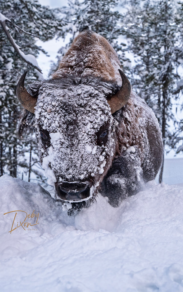 Bison bull in winter