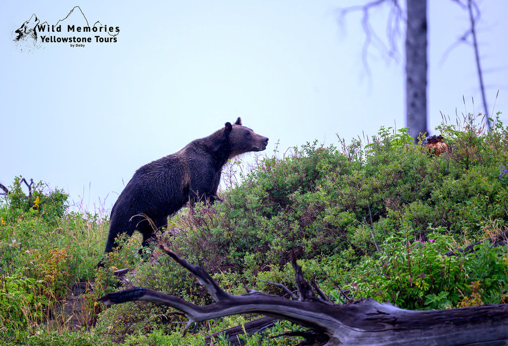 Young grizzly sow.