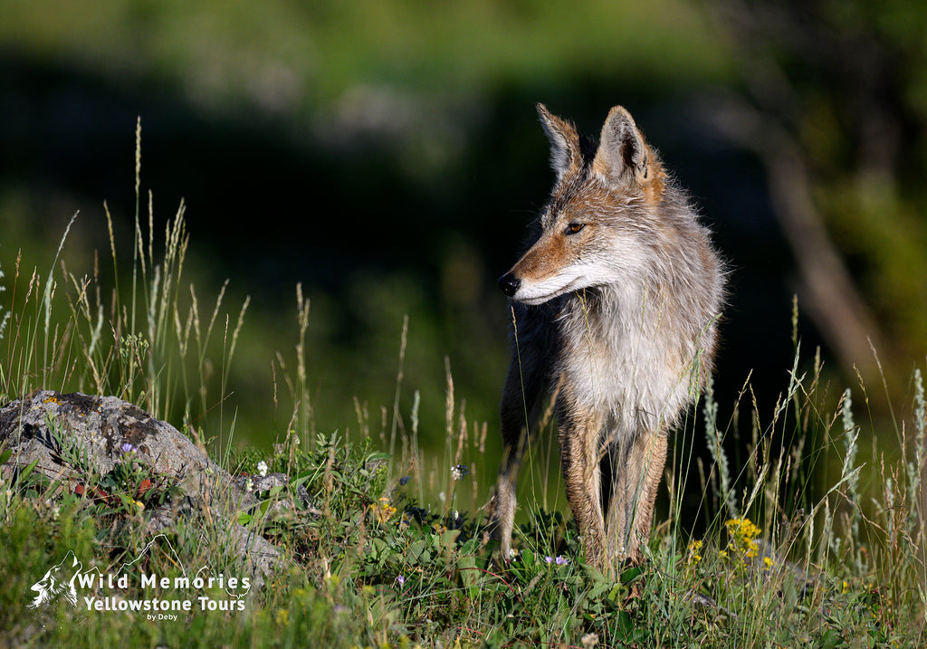 Quiet moment with a coyote