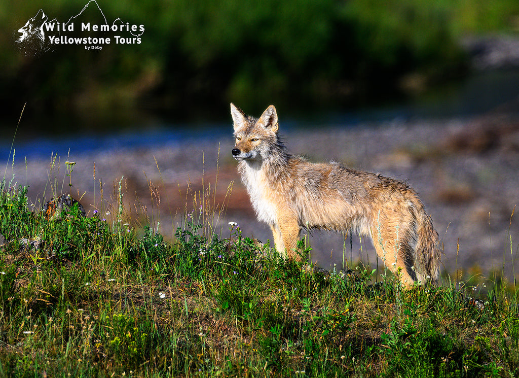 Coyote in beautiful light, losing its winter coat.