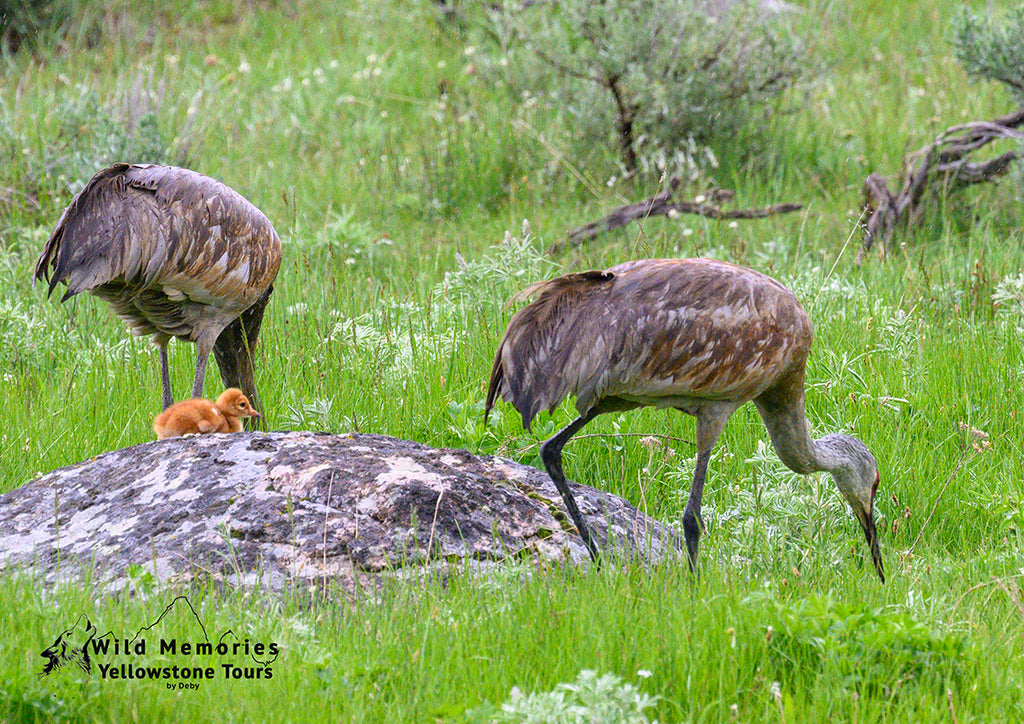 Sandhill cranes with colt