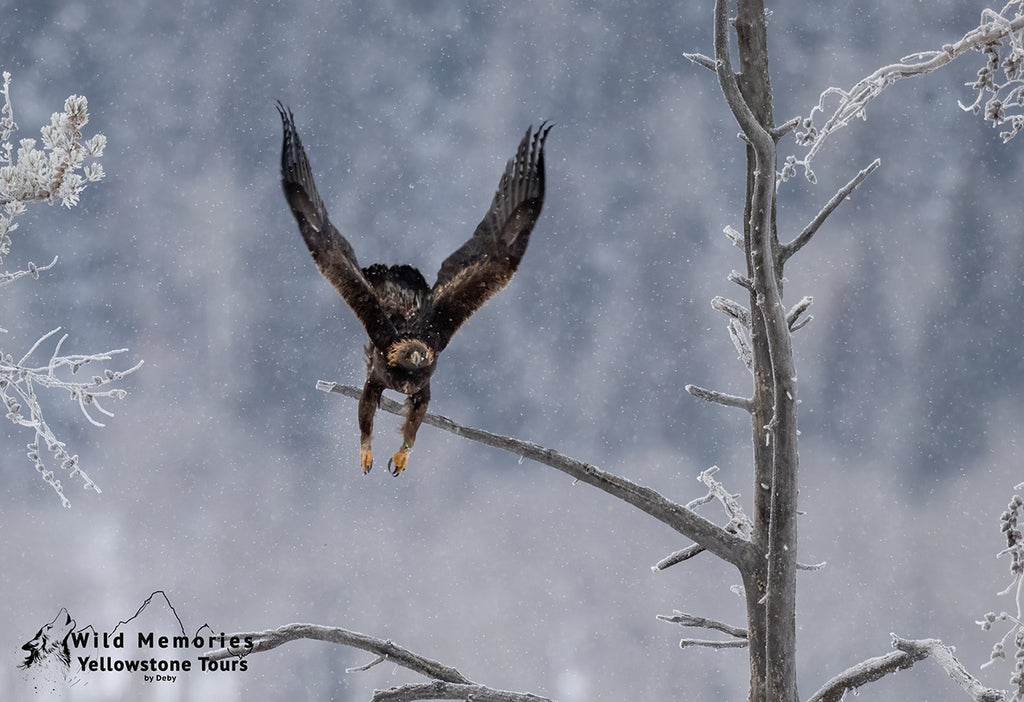 Golden eagle during take off on a cold day