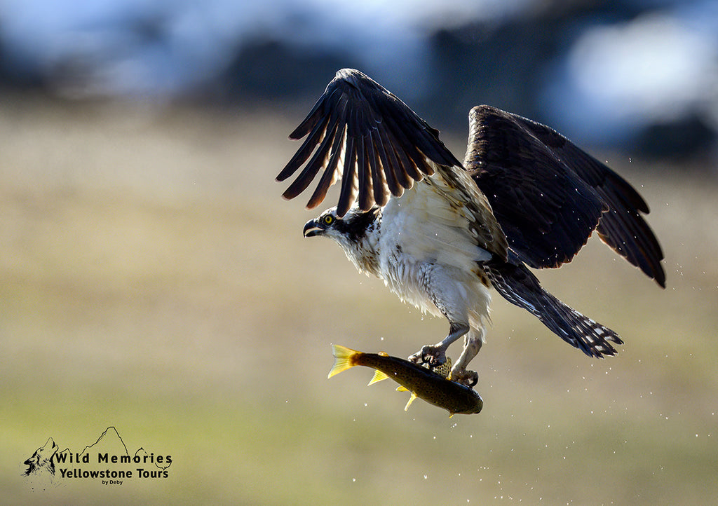 Osprey with fish