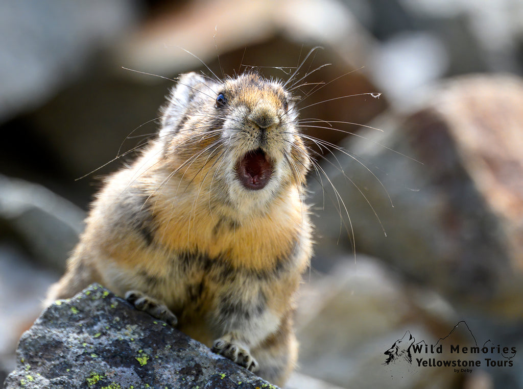 Pika