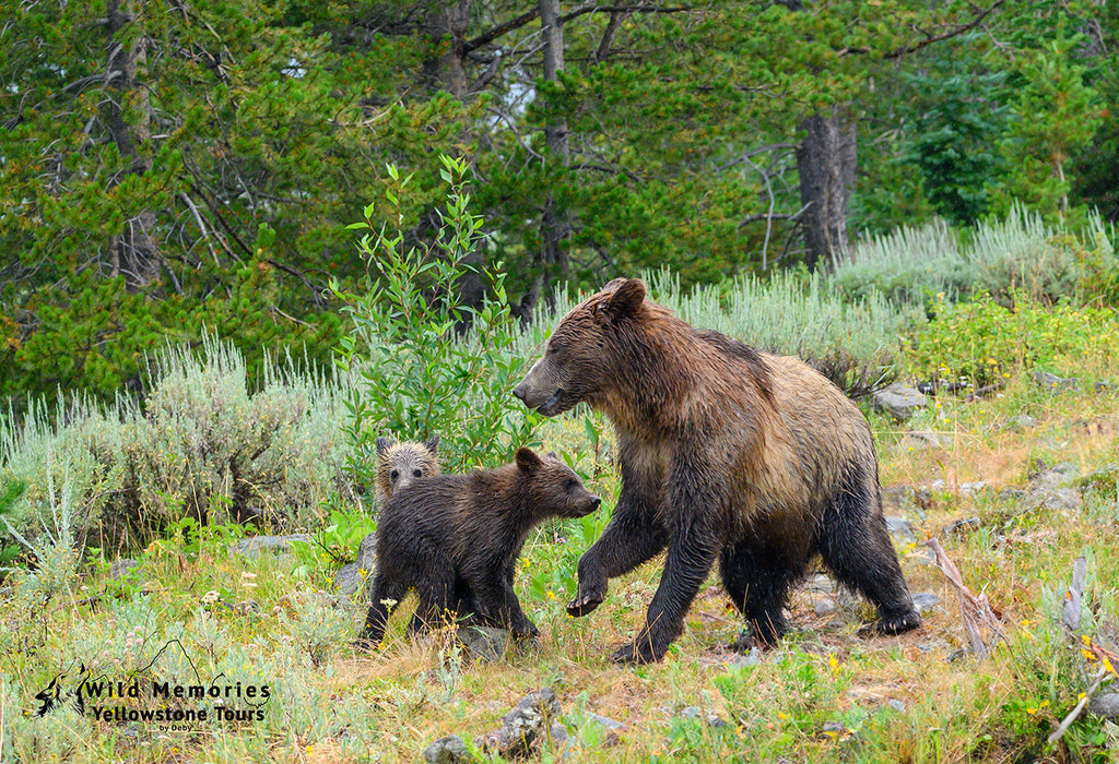 Snow and cubs, 2023