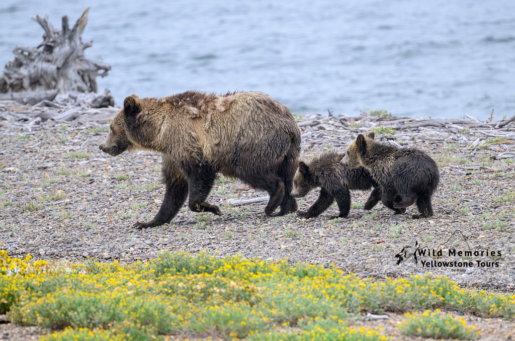 Snow and cubs, 2023, along Lake Yellowstone