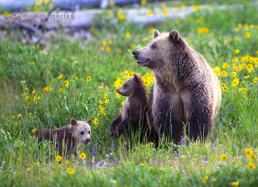 Snow and two cubs in wildflowers