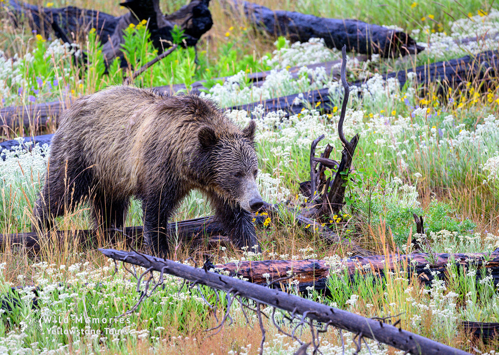 Grizzly sow known as Snow