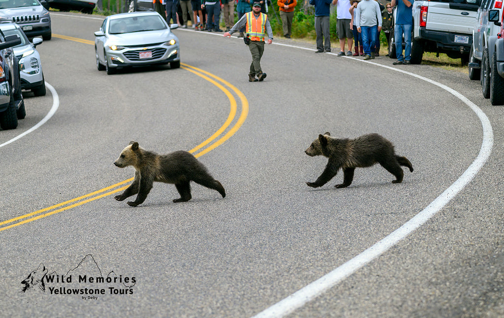 Grizzly cubs crossing road