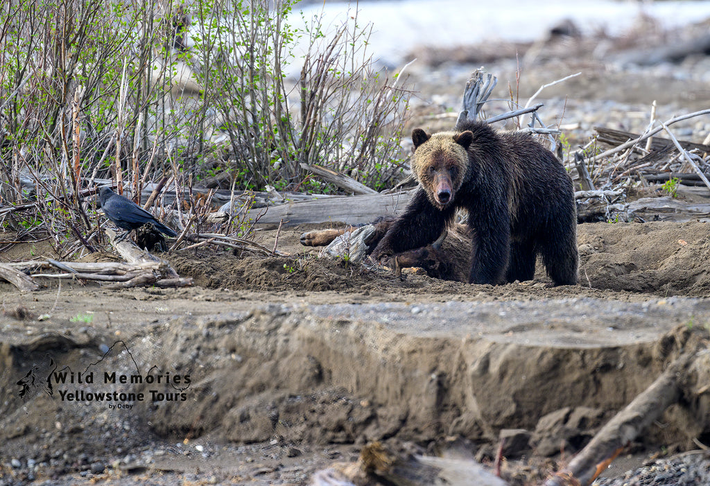 Young boar grizzly